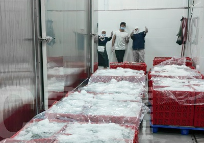 Caso práctico de cliente: Transformación del procesamiento de mariscos con tecnología de congelación en salmuera