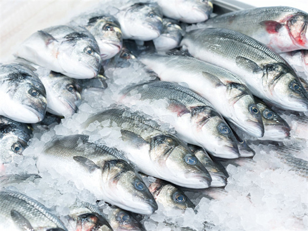 Soluciones de hielo para la industria pesquera de CBFI: revolucionando la conservación de pescado y mariscos con hielo en escamas y sistemas automatizados de rastrillado